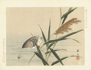 Canard plongeant près des roseaux - Matsumura Keibun