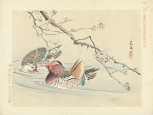 Deux canards