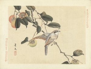 Oiseau et kaki - Matsumura Keibun