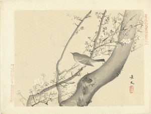 Petit oiseau dans un arbre avec des fleurs blanches - Matsumura Keibun