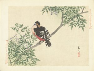 Oiseau noir et rouge (Esquisses de fleurs et d