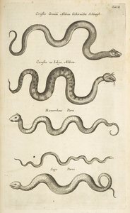 Tab II, Serpents, Illustration de 