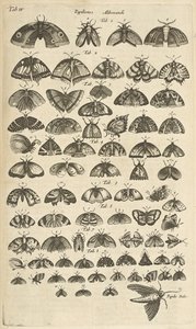 Tab. IV, Papillons et mites, Illustration de 
