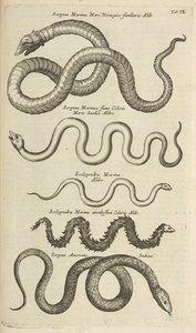 Tab IX, Serpents de mer, Illustration de 
