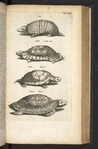 Tab LXXX, Tortues, illustration de 