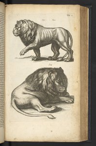 Tab L, Lions, illustration de 