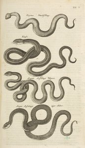 Tab V, Serpents, Illustration de 