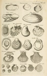 Tab XIIII, Divers coquillages, Illustration de 