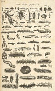 Tab XIX, Chenilles, Illustration de 