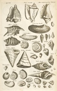 Tab XI, Divers coquillages, Illustration de 