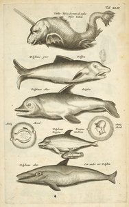 Tab XLIII, Dauphins, Illustration de 