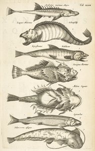 Tab XLVII, Espèces de poissons, Illustration de 