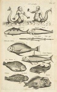 Tab XL, Anthropomorphos; Sirène; Triton; Poisson tropical, Illustration de 