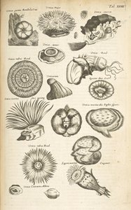 Tab XVIII, Vie marine, Illustration de 