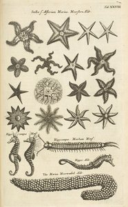 Tab XXVIII, Étoiles de mer et hippocampes, Illustration de 
