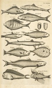 Tab. XXXIII, Poissons épineux, Illustration de 