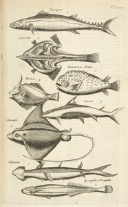 Tab XXXIX, Espèces de poissons, Illustration de 