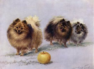 Trois des Pomeranians Champion de Mme Hall Walker