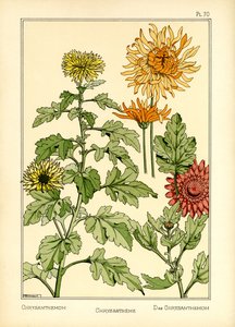 Le Chrysanthème