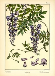 La Glycine - Maurice Pillard Verneuil