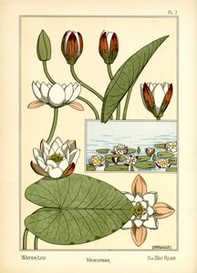 Le Nénuphar