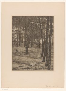 Forêt de pins I