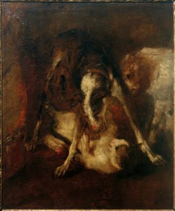 Chien jouant avec un chat