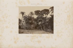 Bois de Daltiers et de Palmiers Doums - Maxime Du Camp
