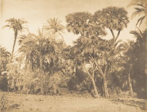 Bois de Dattiers et de Doums, à Hamarneh - Maxime Du Camp