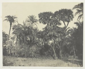 Bois de dattier et de palmier doum, Haute-Égypte - Maxime Du Camp