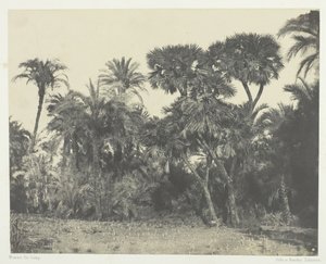 Bois de Dattiers et de Palmiers Doums, Haute-Égypte, 1849-51, imprimé en 1852 - Maxime Du Camp