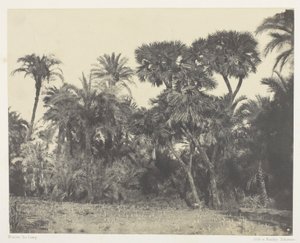 Bois de dattier et de palmier doum, Haute-Égypte