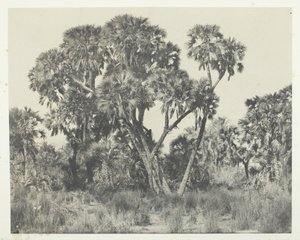Palmiers Doums, Haute-Égypte, 1849-51, imprimé en 1852 - Maxime Du Camp