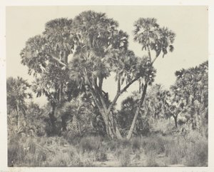 Palmiers Doums, Haute-Égypte - Maxime Du Camp