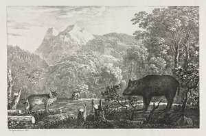 Sanglier, chat sauvage et lynx - Maximilian Josef Wagenbauer