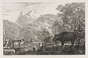 Sanglier, Chat sauvage et Lynx, 1807 - Maximilian Josef Wagenbauer