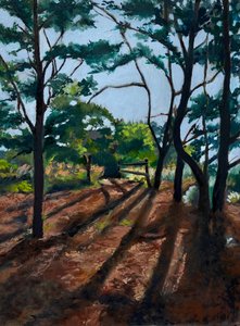Sentier forestier « Longues ombres »