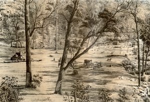 Cabane de sélectionneur libre, Australie, 1879 - McFarlane and Erskine