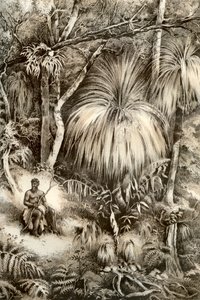 Scène de forêt tasmanienne, 1879 - McFarlane and Erskine