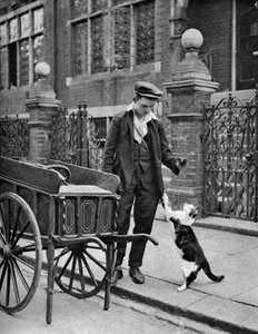 Marchand de viande pour chats, Londres, 1926-1927