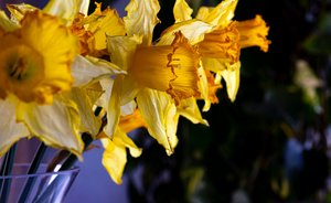 Fleur - Melanie Hermine Lichterfeld