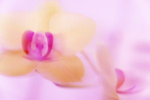 Orchidée rose - Melanie Hermine Lichterfeld