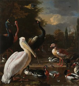 Un pélican et d