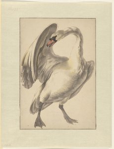 Cygne blanc apprivoisé - Melchior d