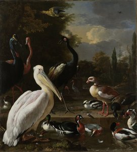 Un pélican et d