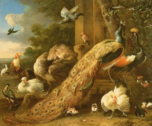 Paon, perruche, pélican, grue et volaille