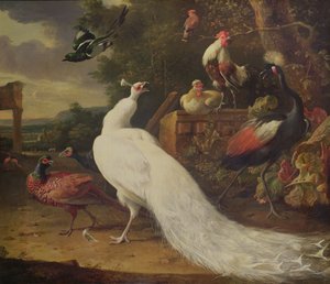 Le paon blanc - Melchior de Hondecoeter