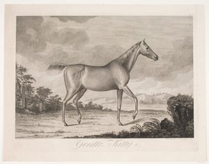 Le cheval "Gentle Kitty" - Meno Haas