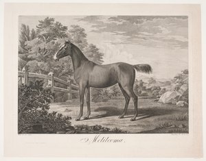 Le cheval "Melilcoma" - Meno Haas