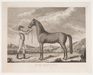 Le cheval "Turcmainatti" - Meno Haas